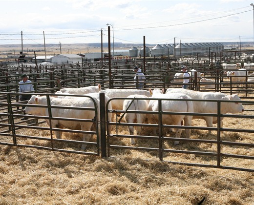 charolais bull sale