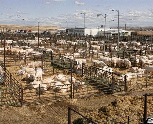 bulls for sale charolais bulls