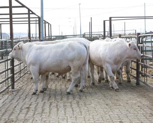 charolais cattle