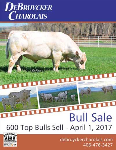 Charolais Bull Sale 2017