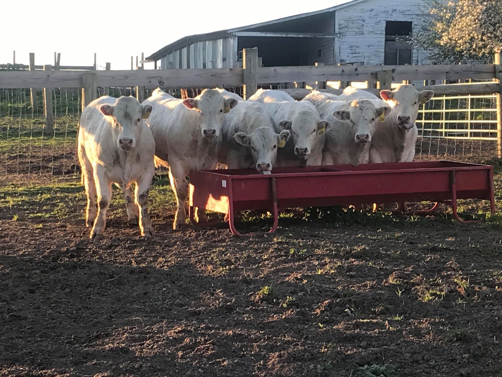 charolais bulls sarver ranch