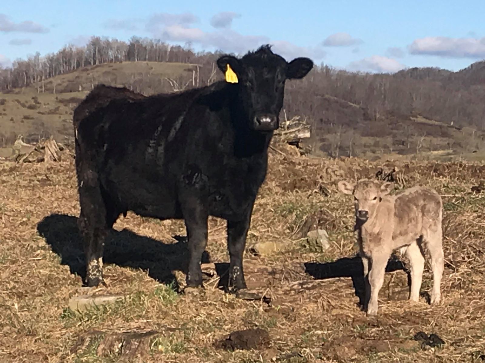 Cross bred charolais calves