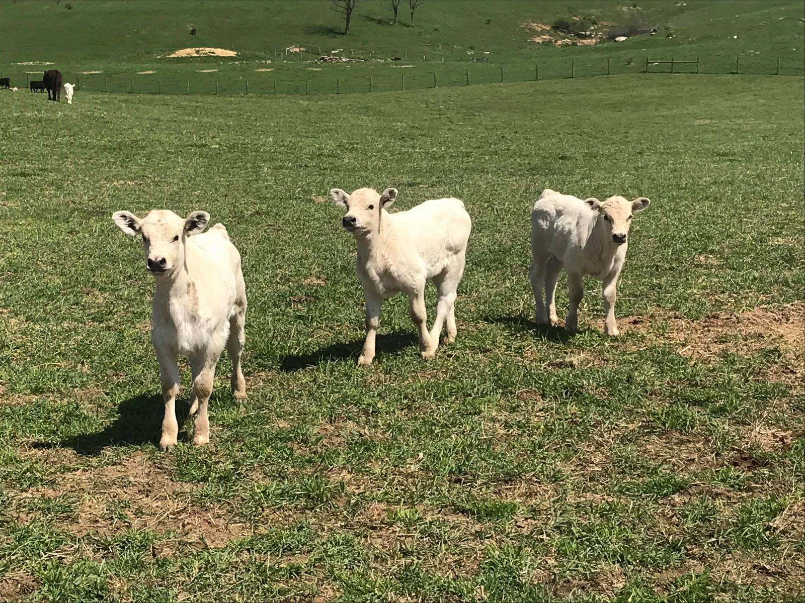 Charolais calves