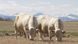 charolais bulls for sale