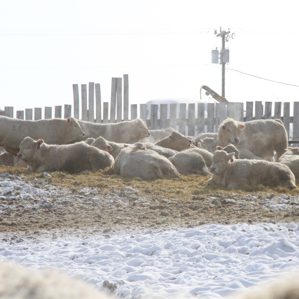 1 amazing advantage of choosing Charolais